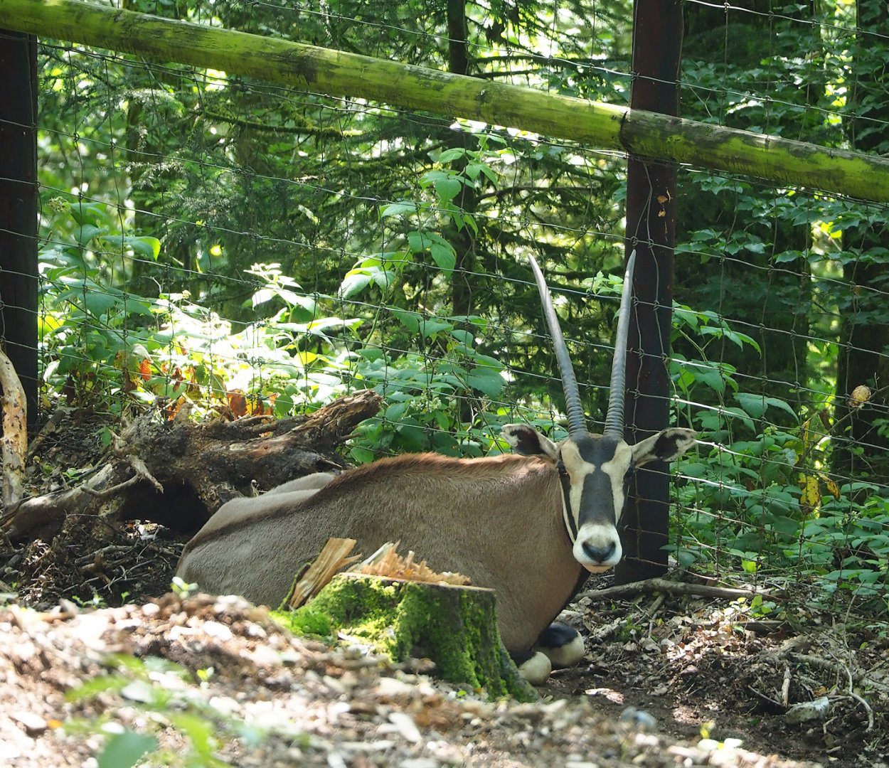 Beisa oryx (Oryx beisa beisa), 2023-06-24