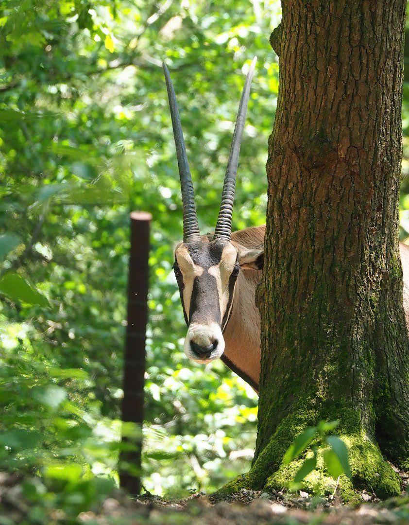 Beisa oryx (Oryx beisa beisa), 2023-06-24