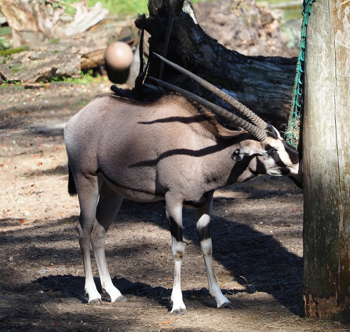 Beisa oryx (Oryx beisa beisa), 2023-09-24