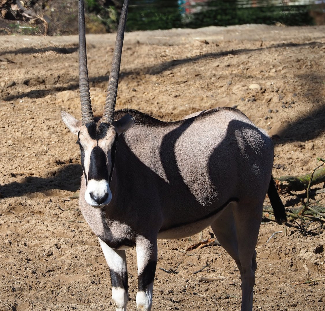 Beisa oryx (Oryx beisa beisa), 2023-09-24