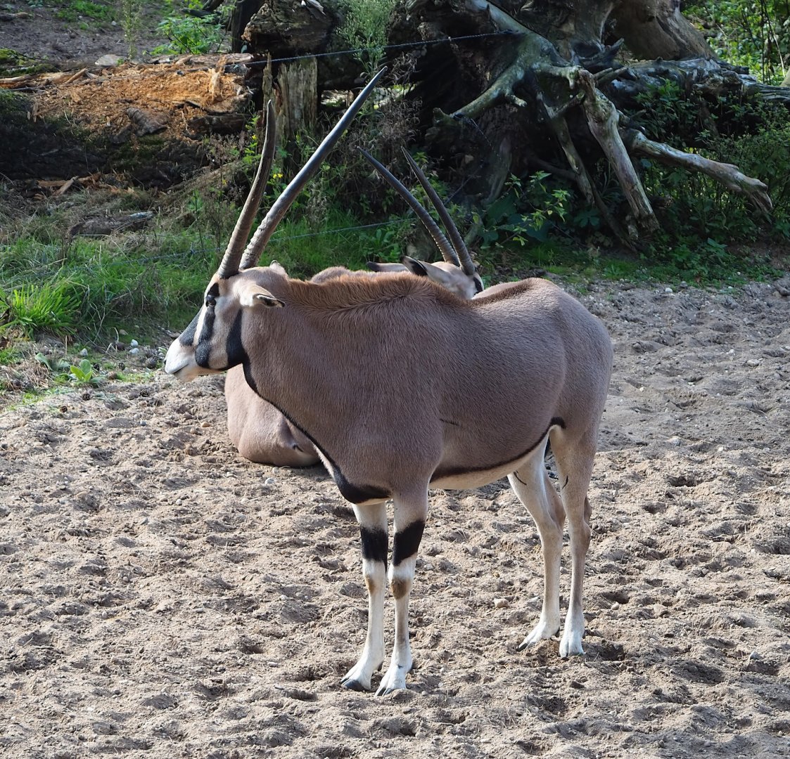 Beisa oryx (Oryx beisa beisa), 2023-10-07