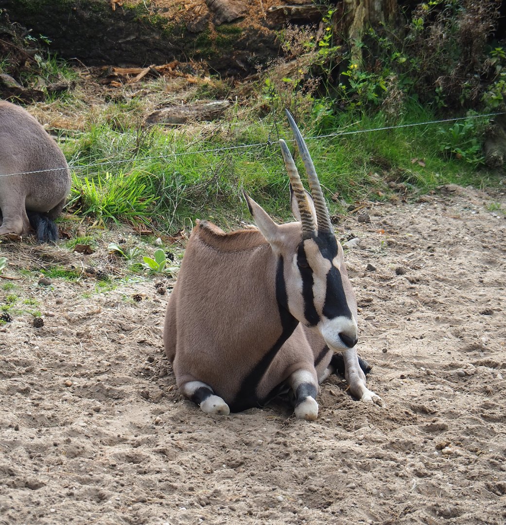 Beisa oryx (Oryx beisa beisa), 2023-10-07