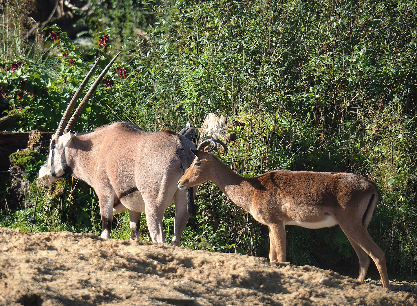 Beisa oryx (Oryx beisa beisa) and Common impala (Aepyceros melampus melampus), 2023-09-24