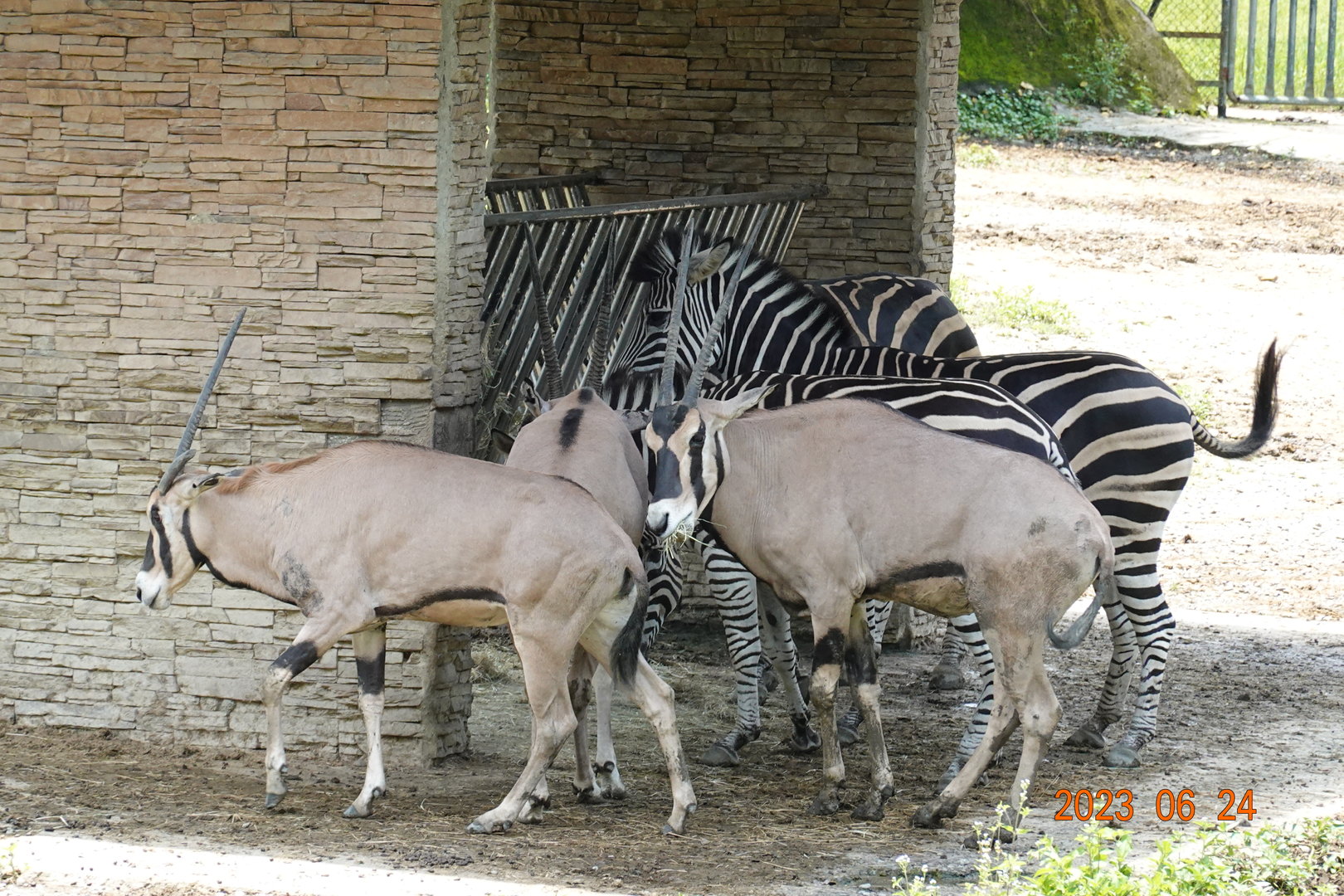 Beisa Oryx (Oryx beisa beisa) & Chapman's Zebra (Equus quagga chapmani)