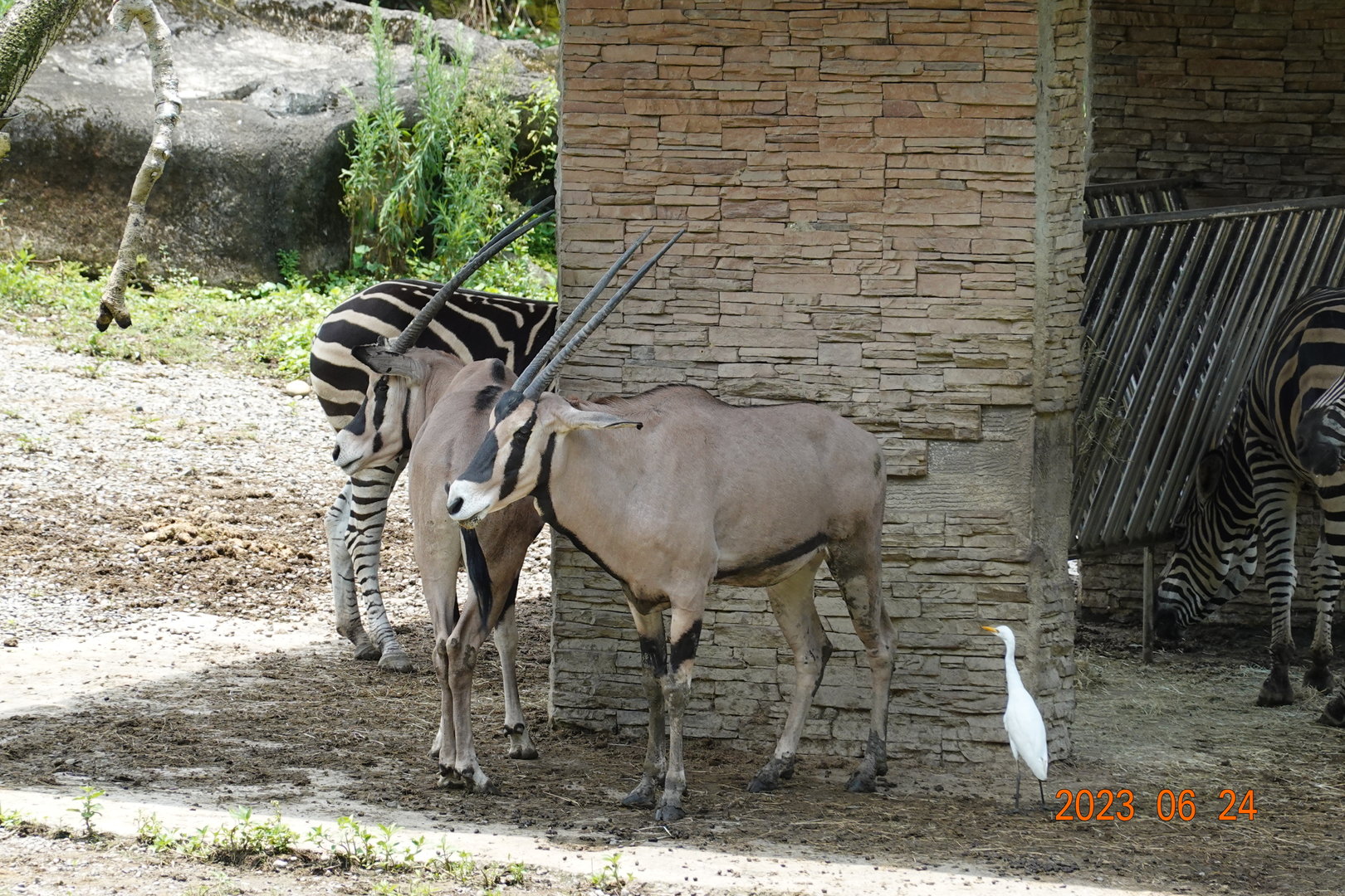 Beisa Oryx (Oryx beisa beisa) & Chapman's Zebra (Equus quagga chapmani)
