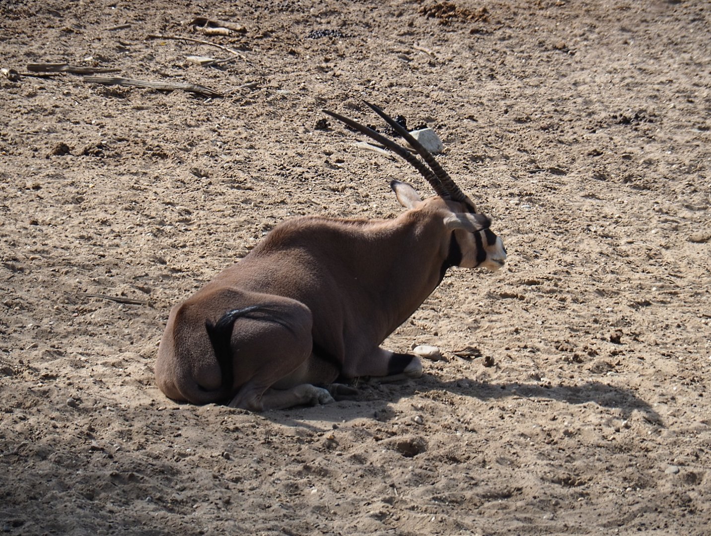 Beisa oryx (Oryx beisa beisa), Sep 16th, 2018