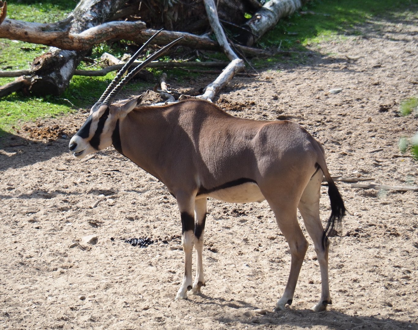 Beisa oryx (Oryx beisa beisa), Sep 16th, 2018