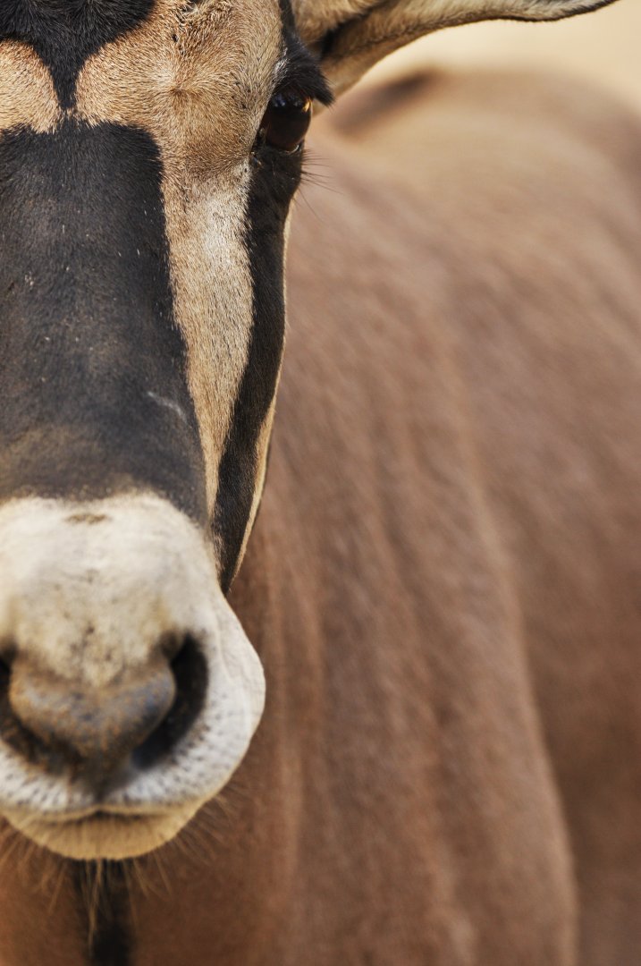 Beisa oryx (Oryx beisa beisa)