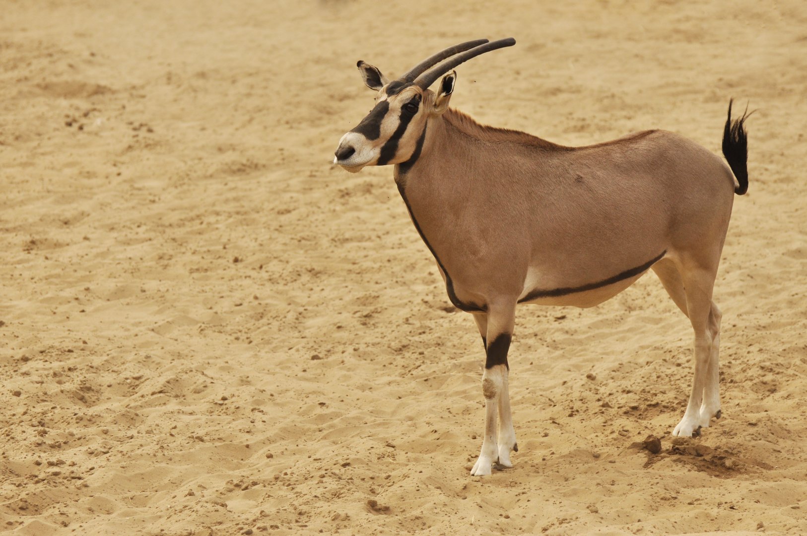 Beisa oryx (Oryx beisa beisa)