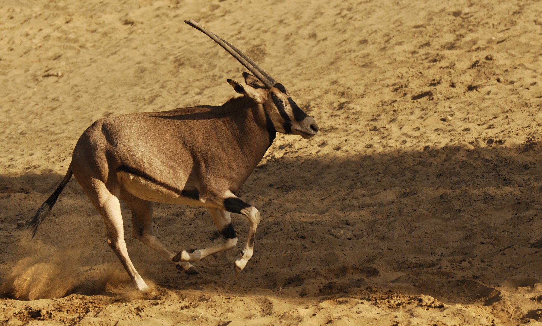Beisa oryx (Oryx beisa beisa)