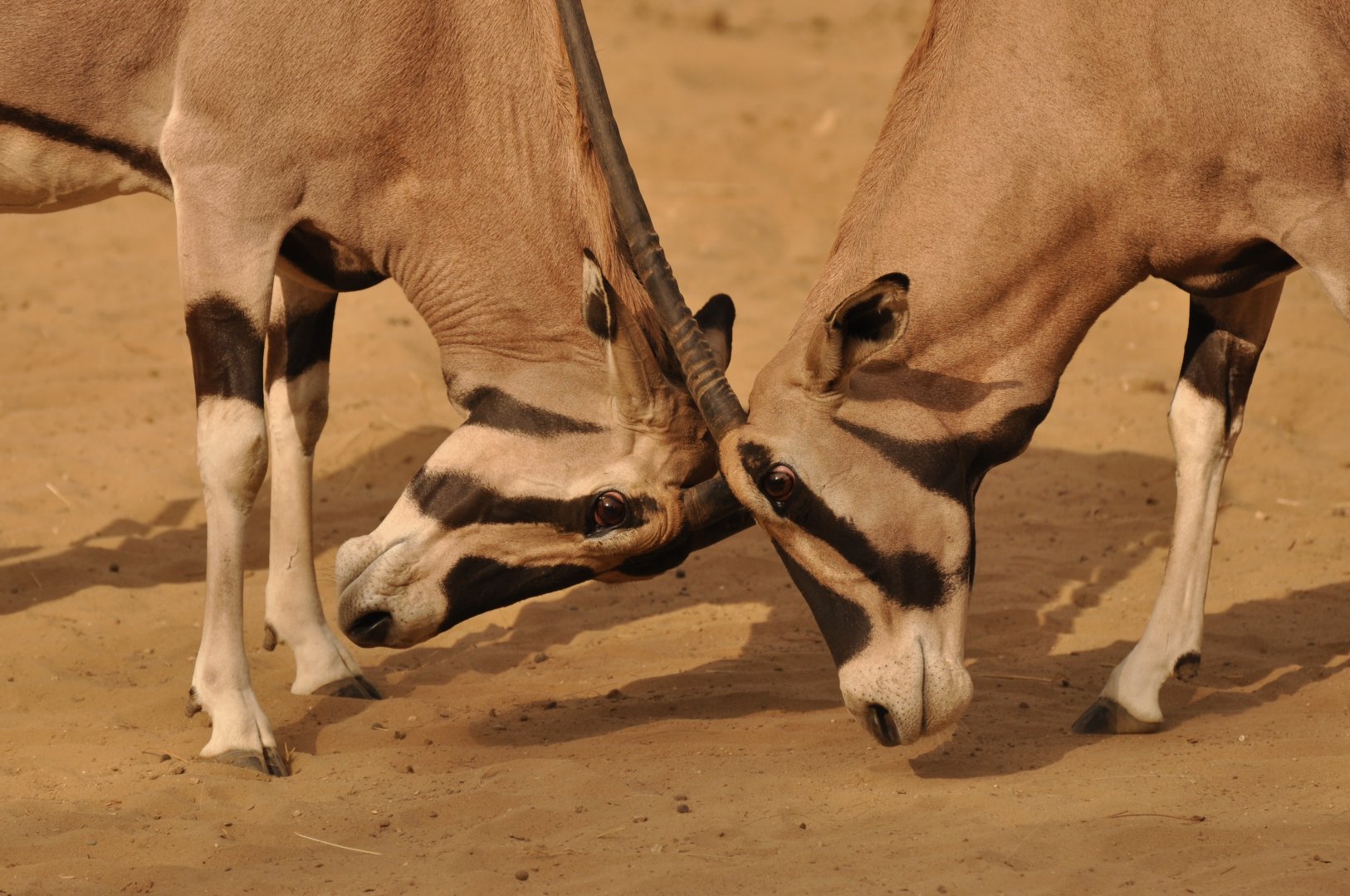 Beisa oryx (Oryx beisa beisa)