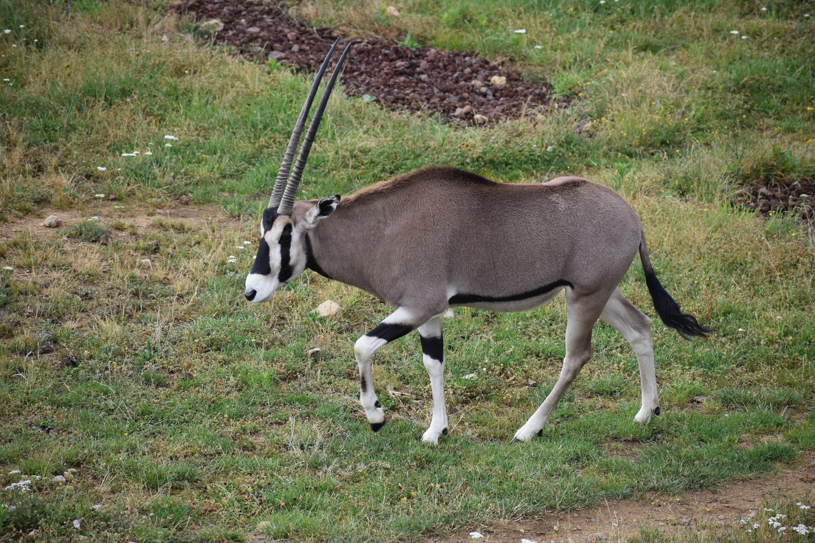 Beisa oryx - Oryx beisa beisa
