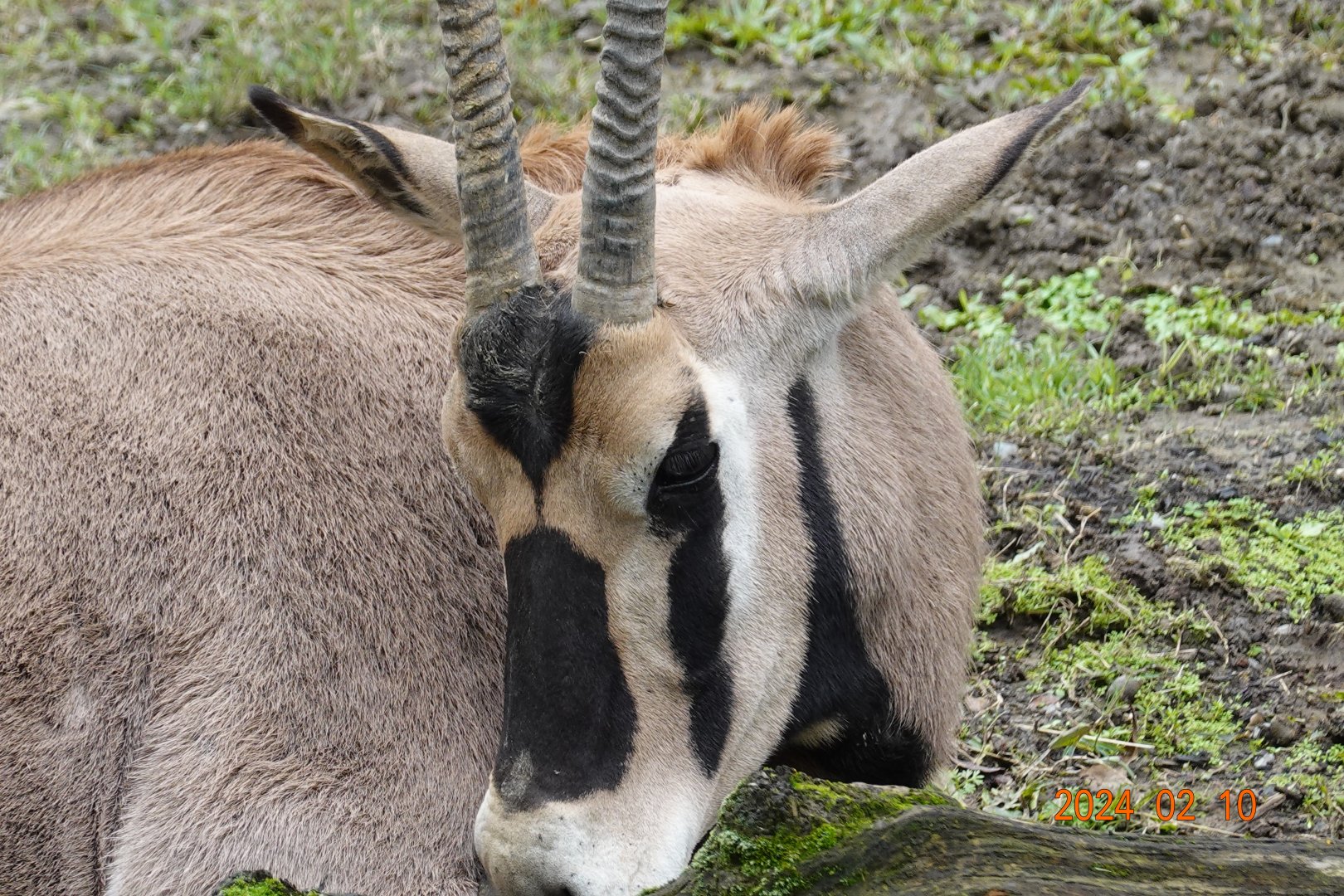 Beisa Oryx (Oryx beisa beisa)