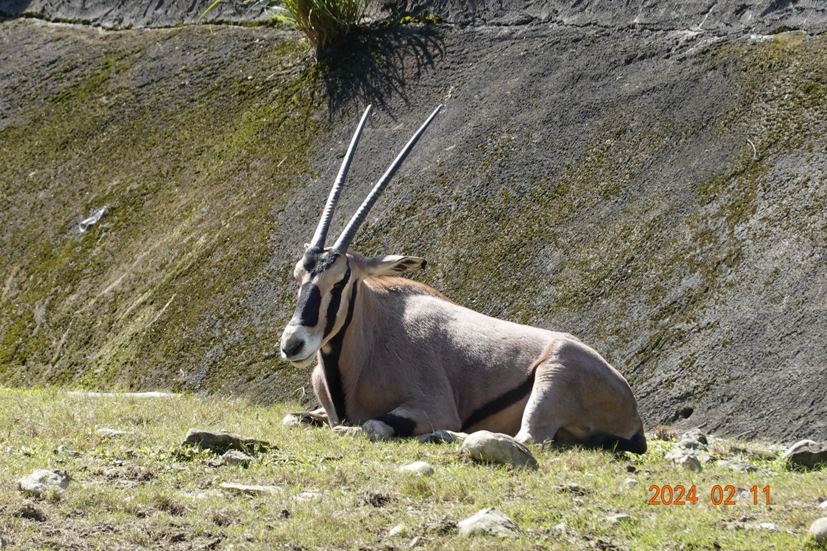 Beisa Oryx (Oryx beisa beisa)