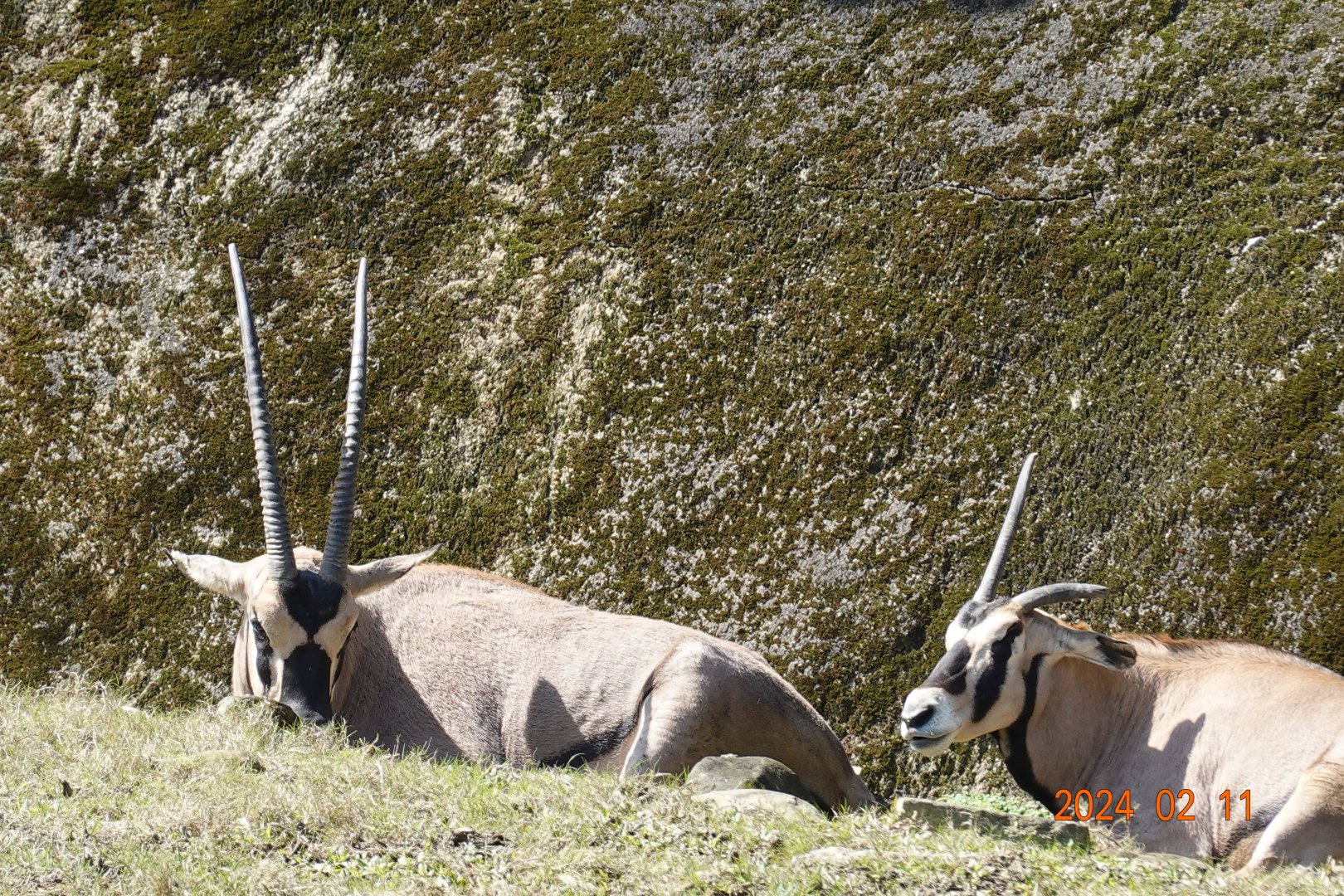 Beisa Oryx (Oryx beisa beisa)