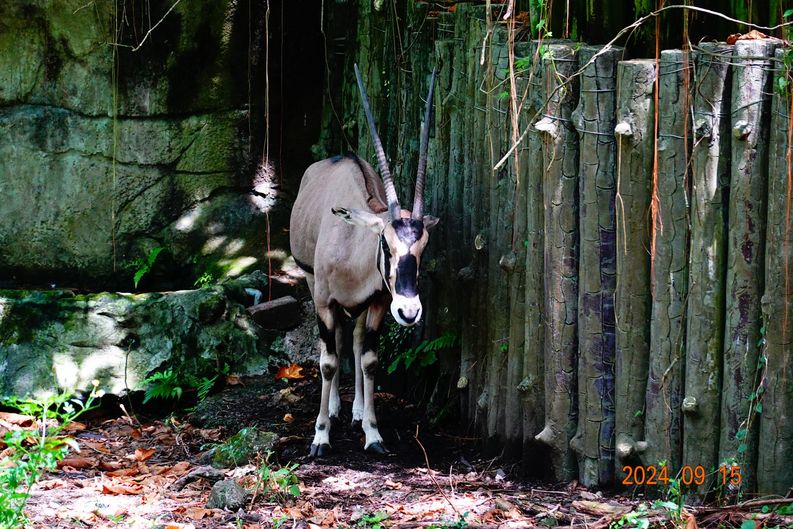 Beisa Oryx (Oryx beisa beisa)