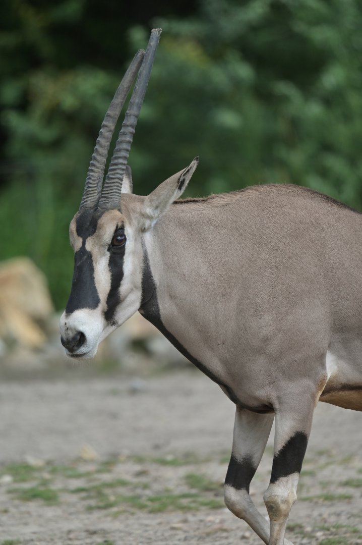 beisa oryx (Oryx beisa beisa)