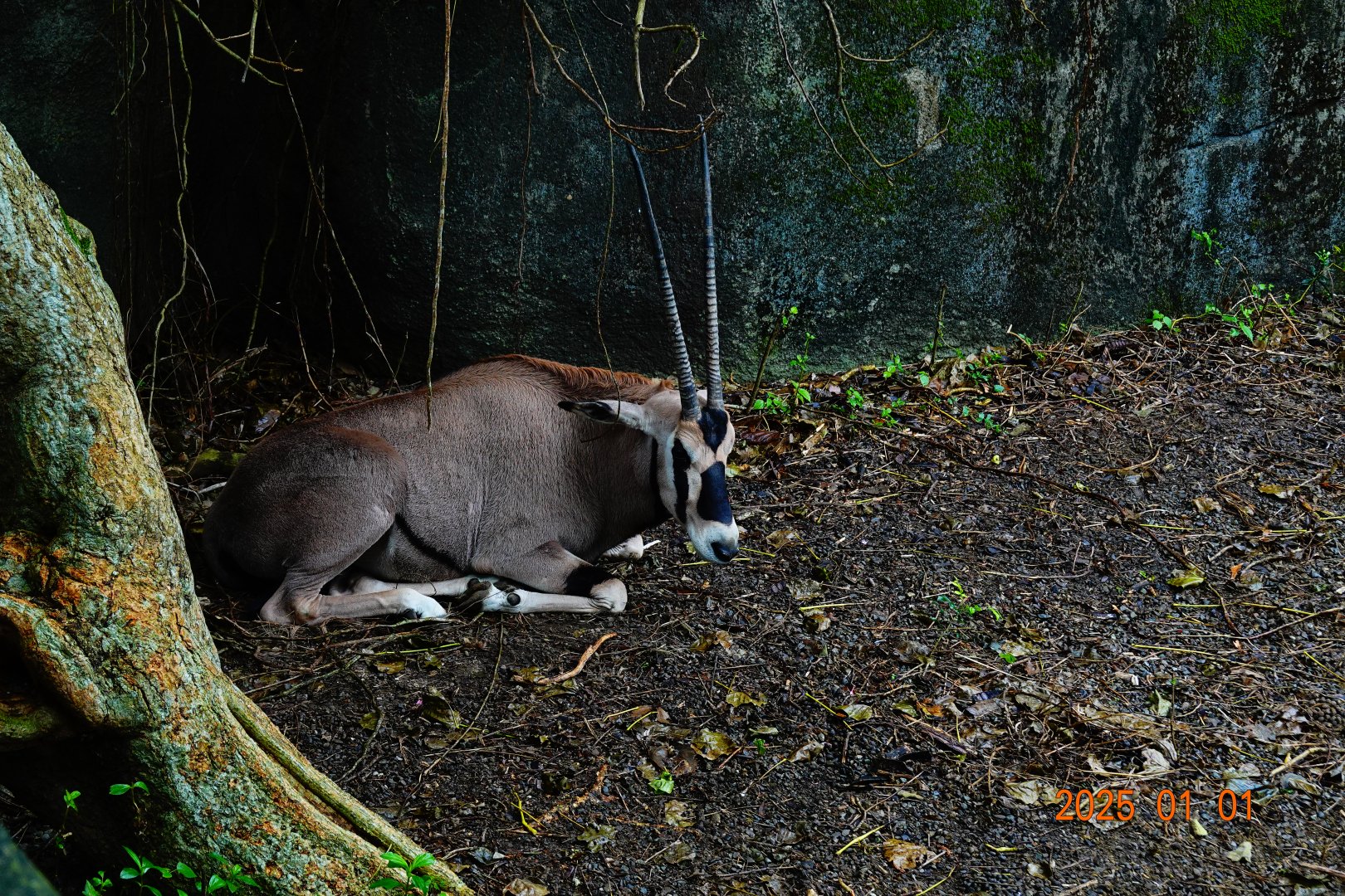 Beisa Oryx (Oryx beisa beisa)