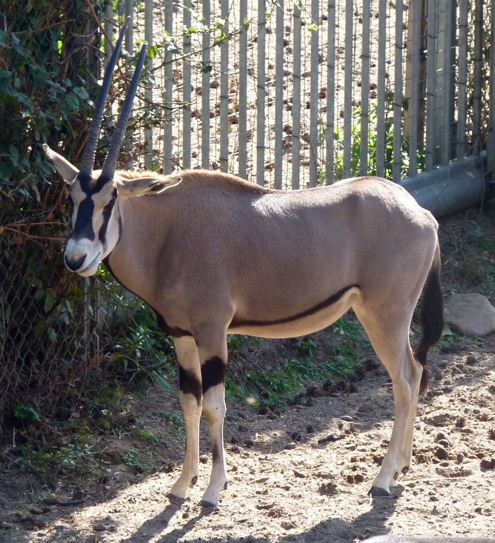 Beisa oryx (Oryx beisa)