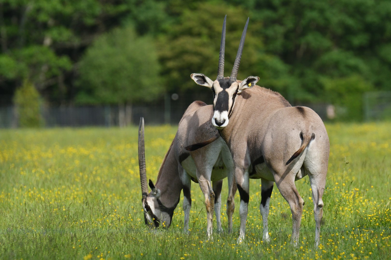 Beisa oryx  (Oryx beisa)