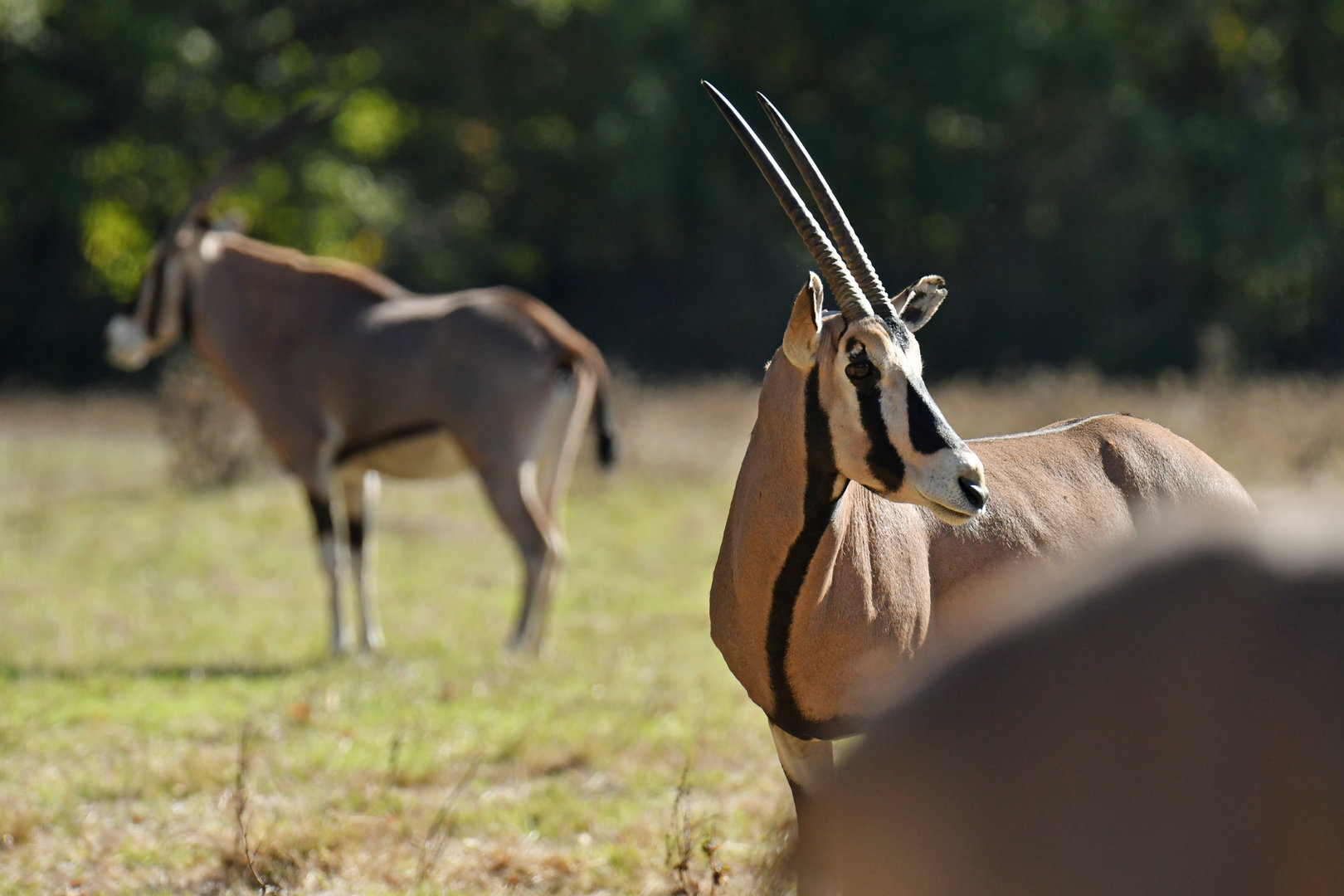 Beisa oryx (Oryx beisa)