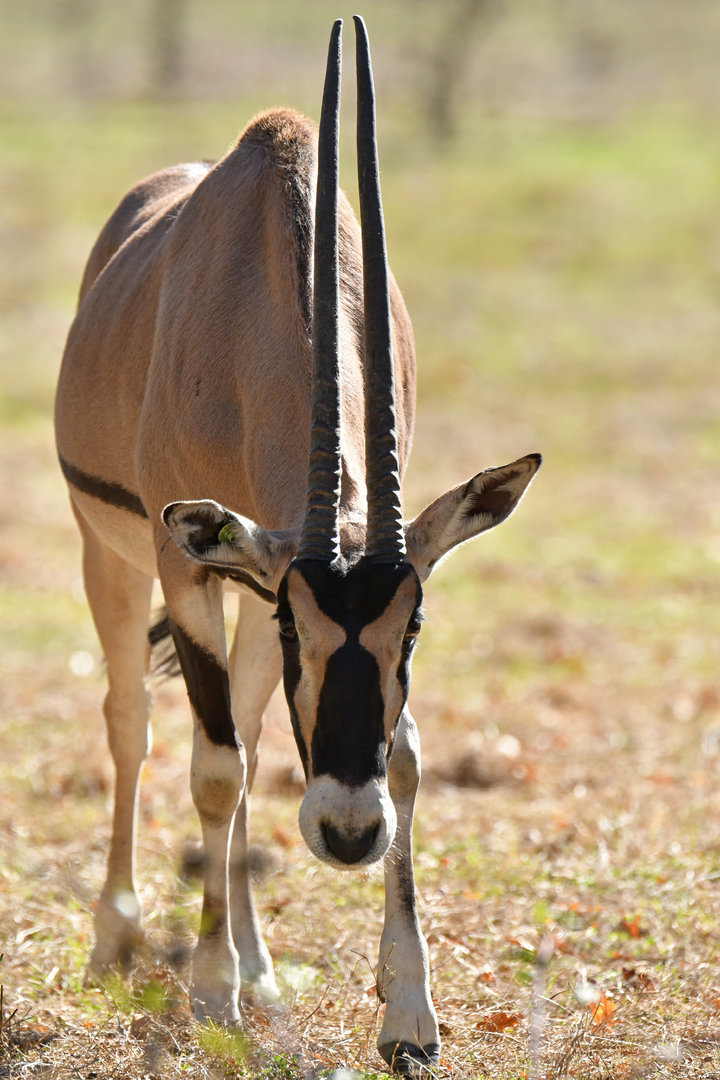 Beisa oryx (Oryx beisa)