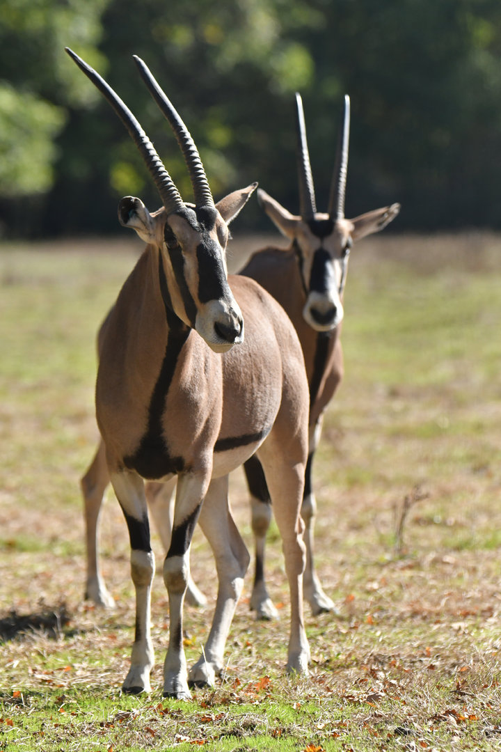 Beisa oryx (Oryx beisa)