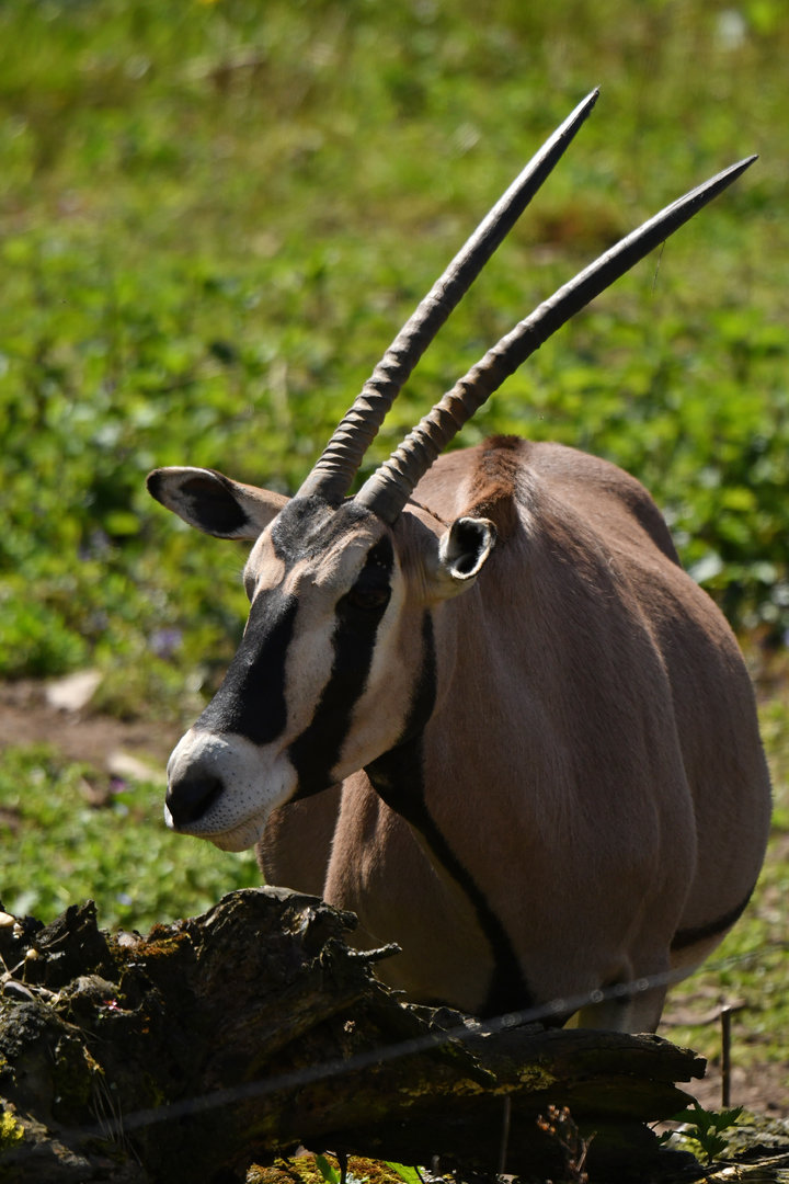 Beisa oryx Oryx beisa