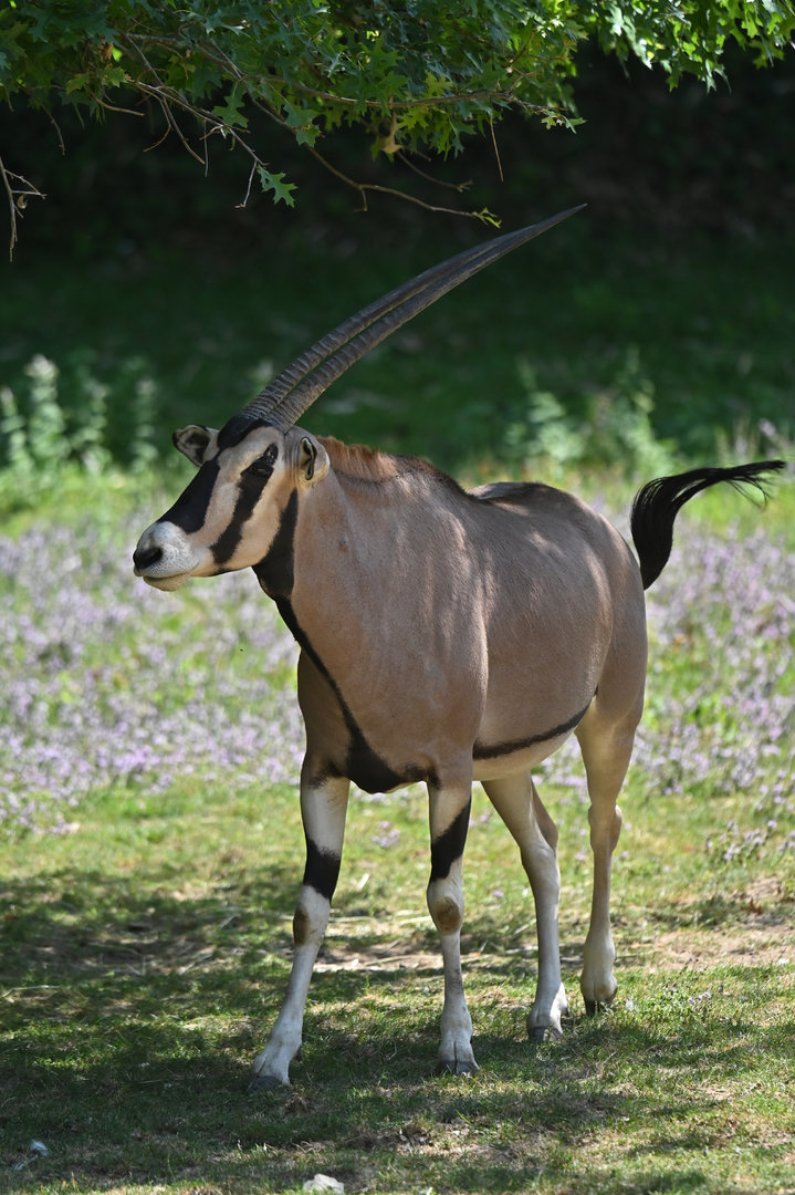 Beisa oryx Oryx beisa