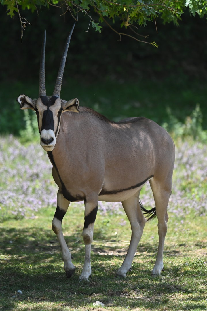 Beisa oryx Oryx beisa