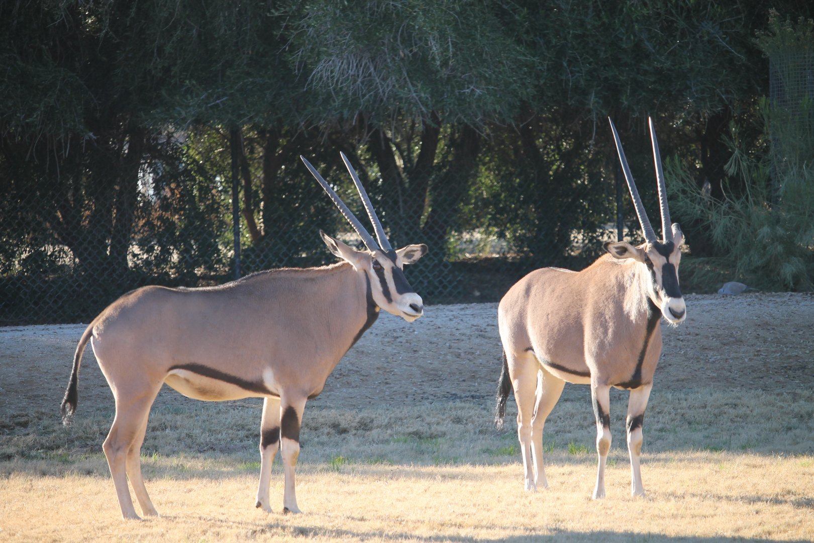 Beisa Oryx (Oryx beisa)