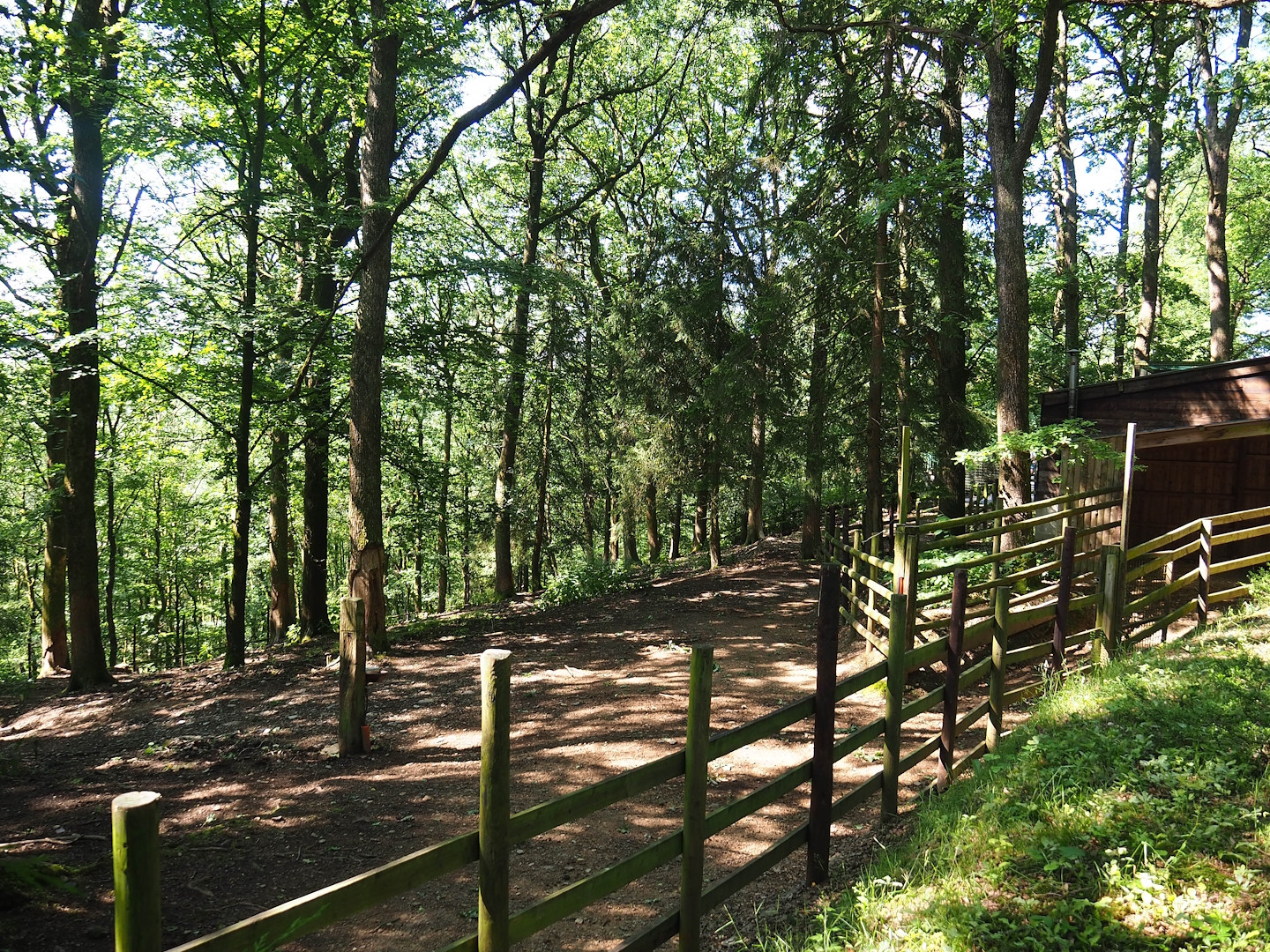 Beisa oryx paddock, 2023-06-24