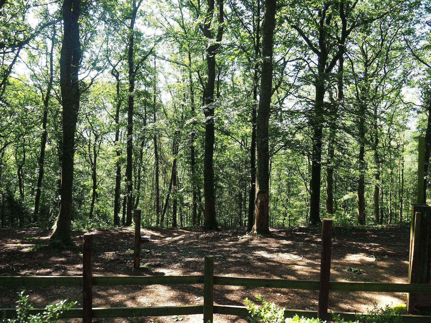 Beisa oryx paddock, 2023-06-24