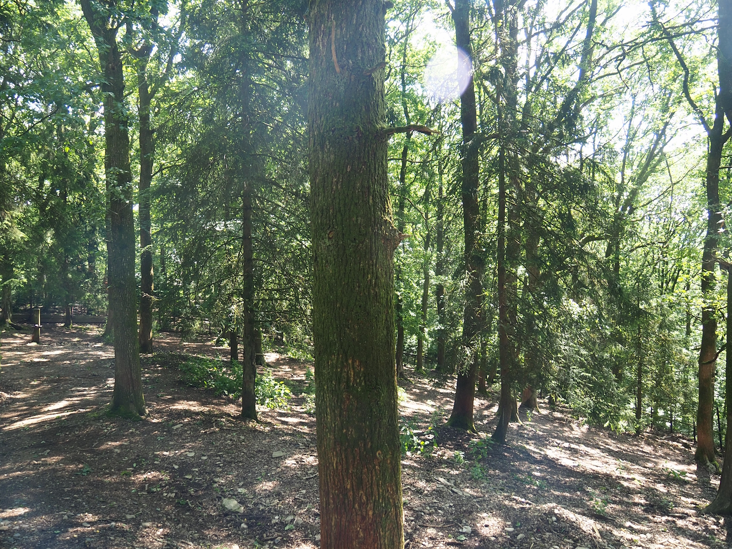 Beisa oryx paddock, 2023-06-24