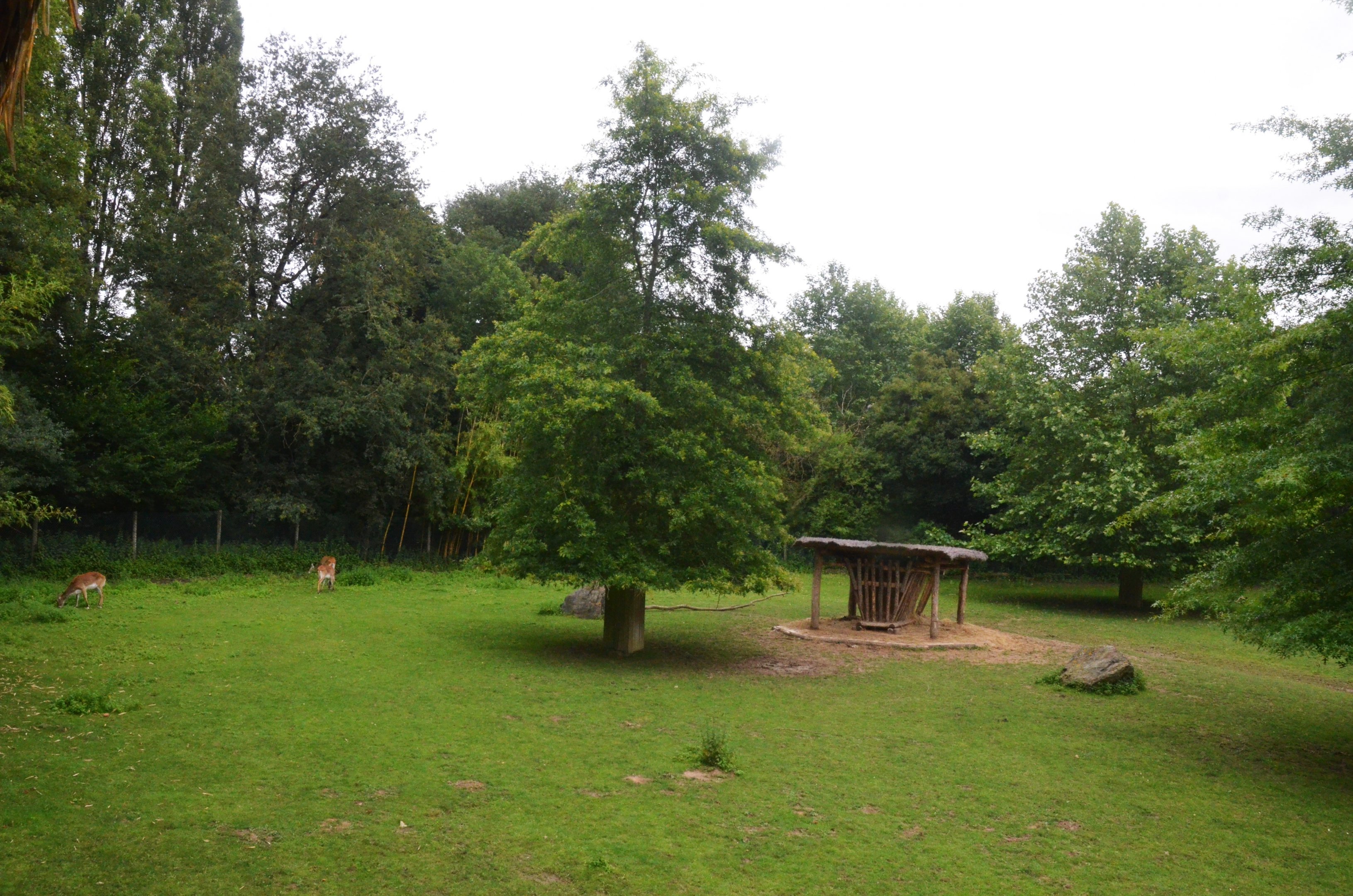 Beisa Oryx, Somali Wild Ass and Kafue Lechwe Enclosure at Beauval, 12/06/18