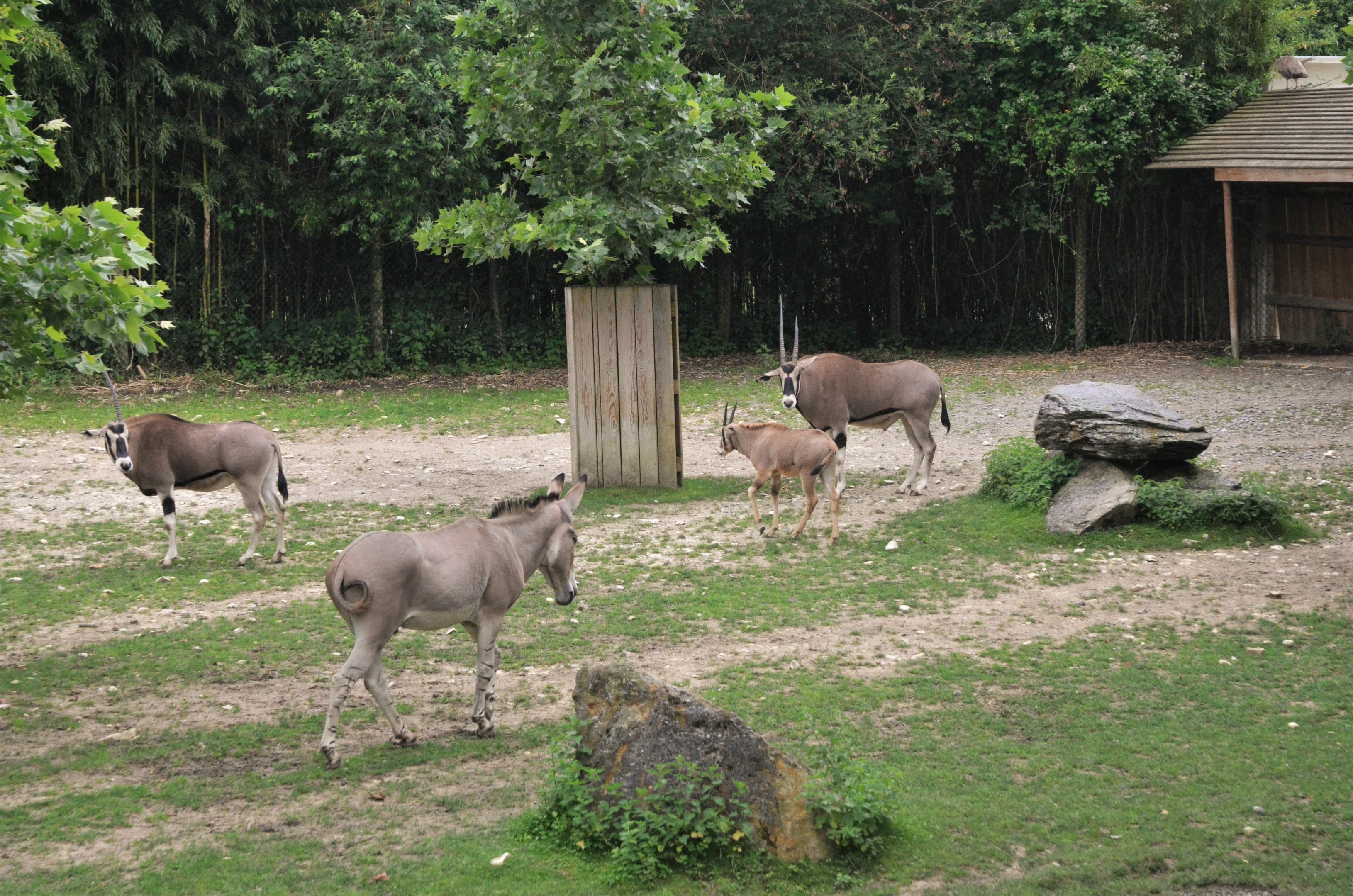 Beisa Oryx, Somali Wild Ass and Kafue Lechwe Enclosure at Beauval, 12/06/18