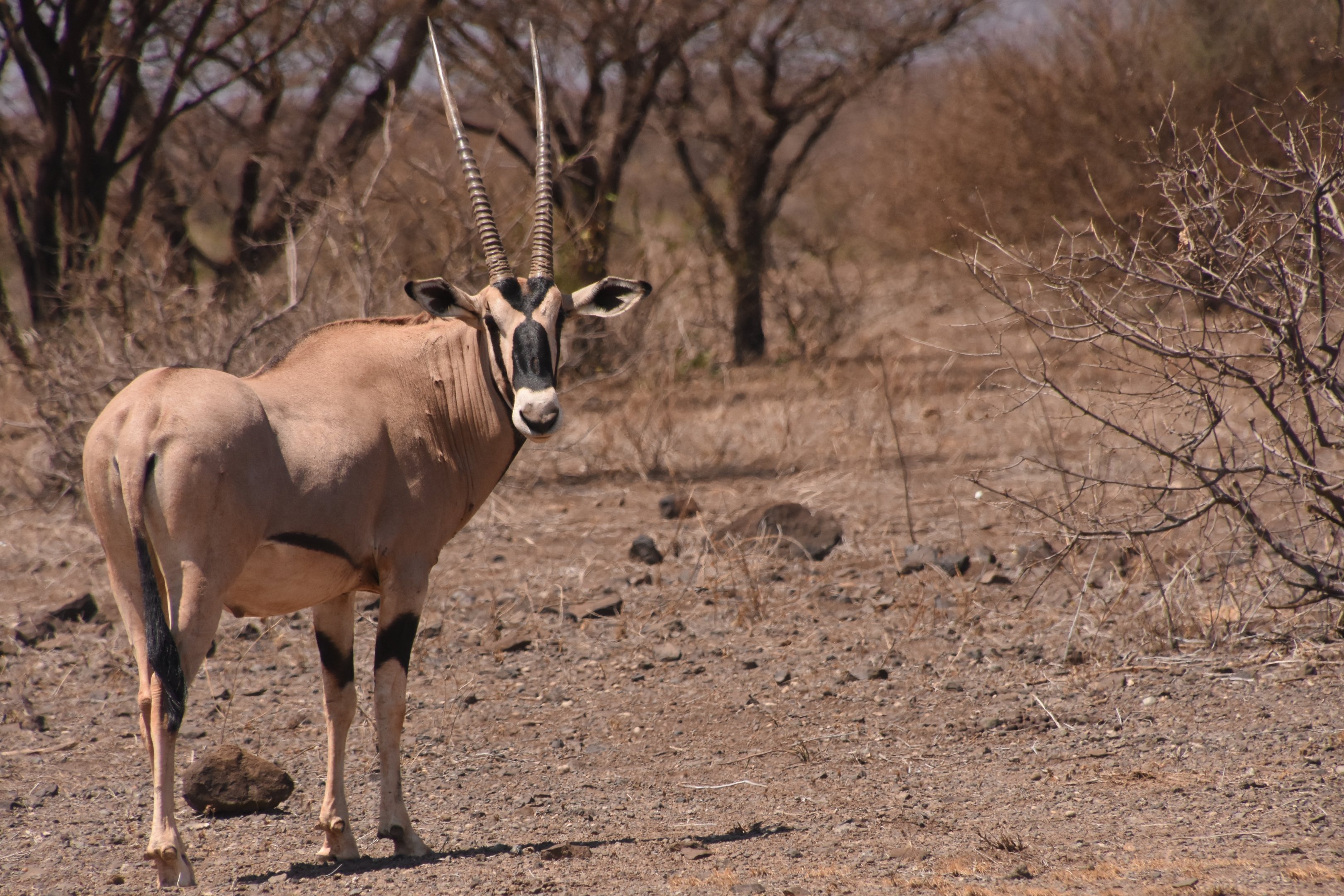 Beisa oryx ssp. gallarum