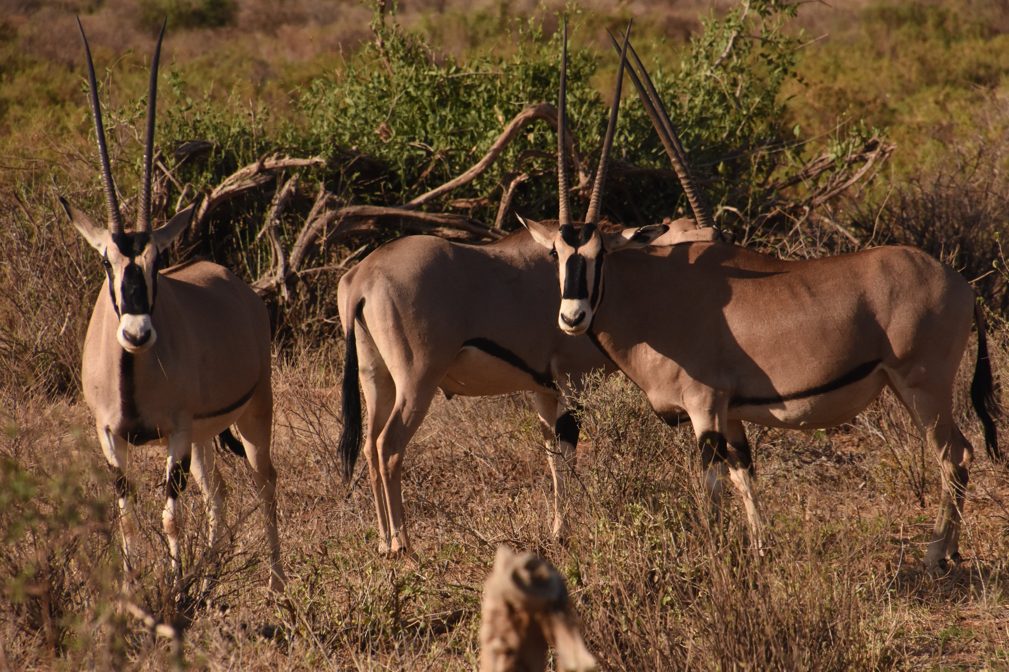 Beisa oryx ssp. gallarum