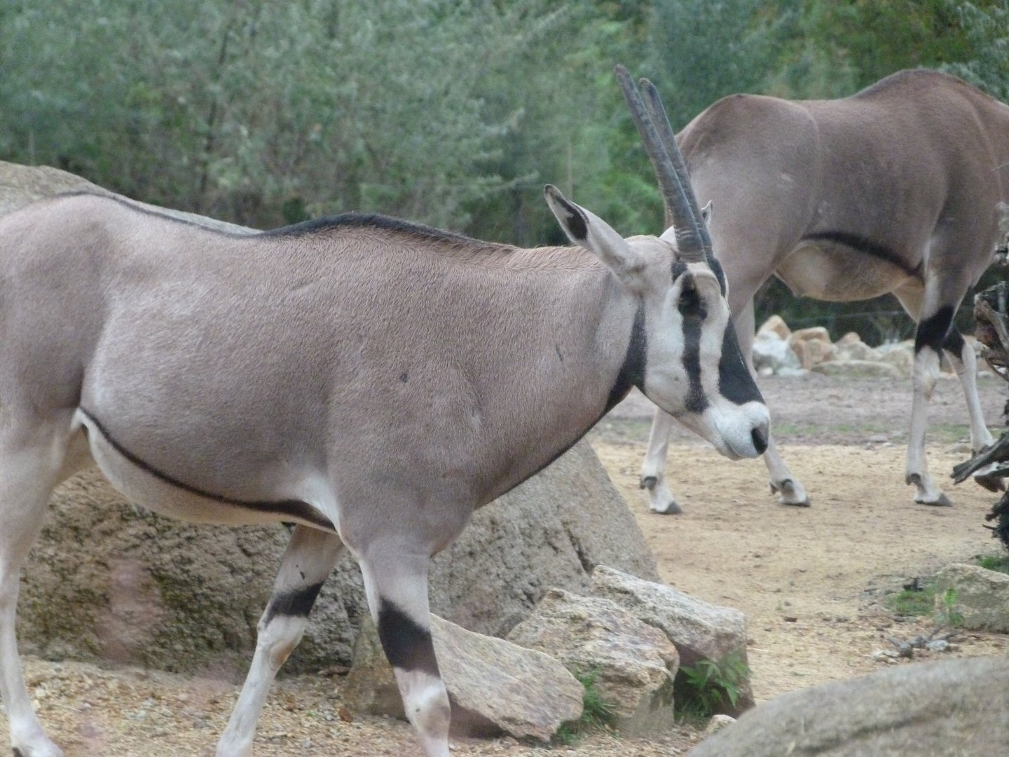 Beisa oryx -Tierpark Berlin (2024)