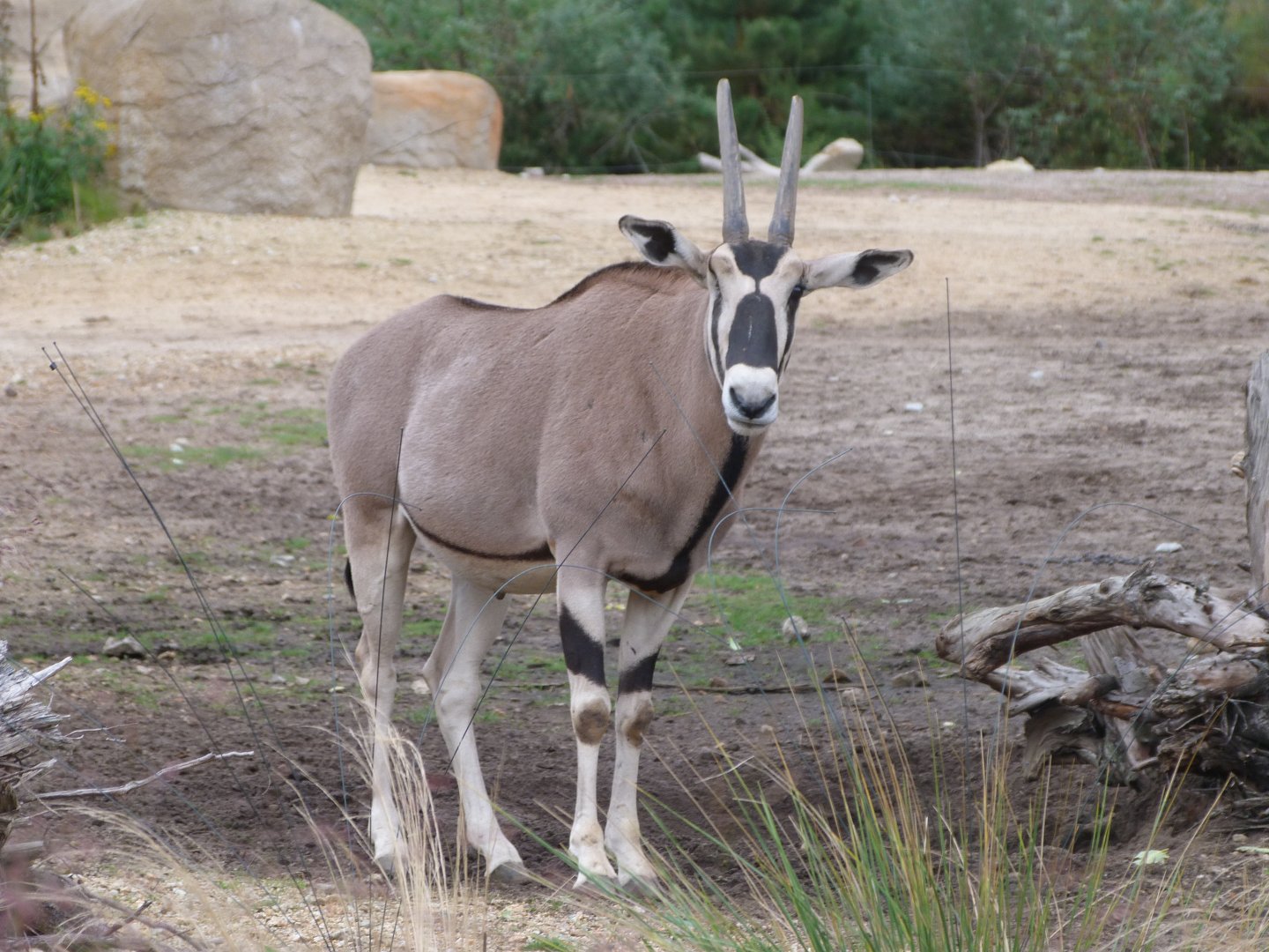Beisa oryx -Tierpark Berlin (2024)