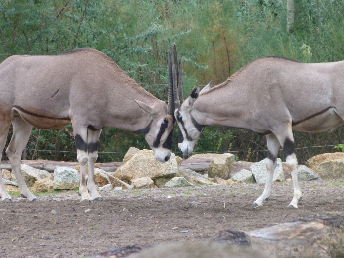 Beisa oryx -Tierpark Berlin (2024)