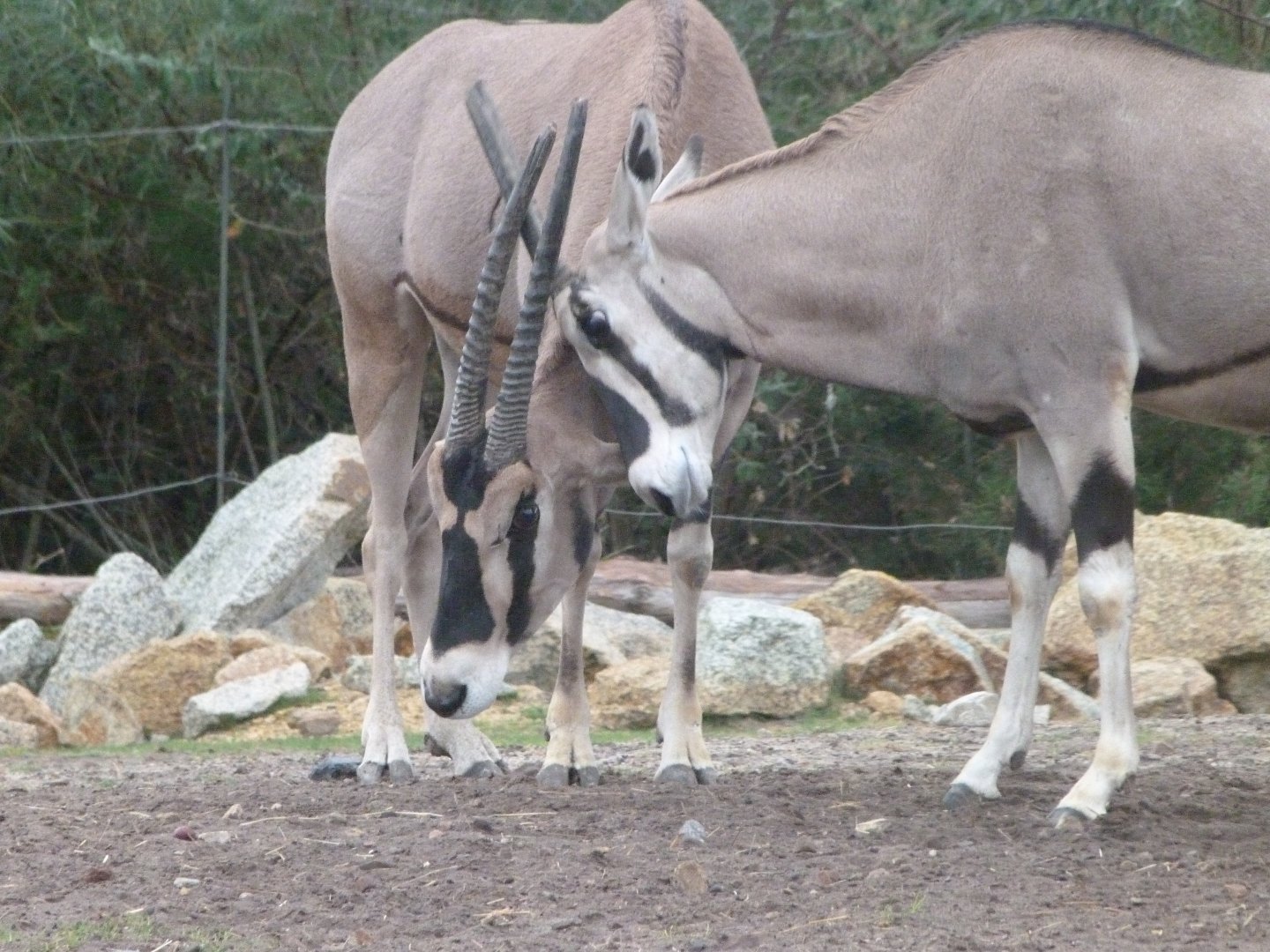 Beisa oryx -Tierpark Berlin (2024)