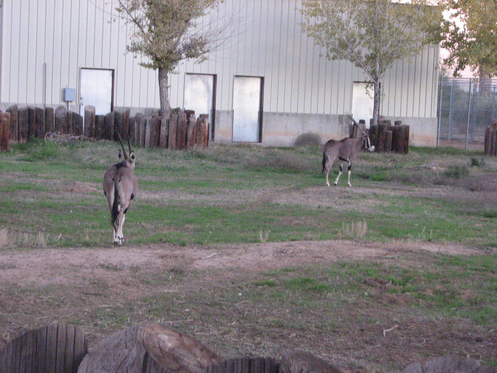 Beisa Oryx - Wildlife World Zoo