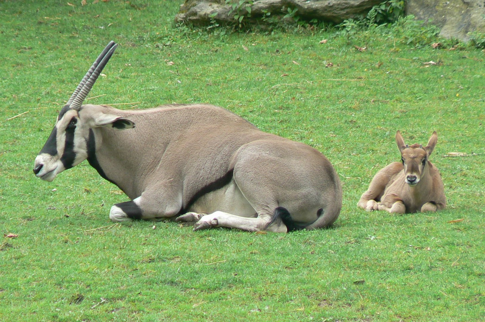Beisa oryx with young born at the beginning of june