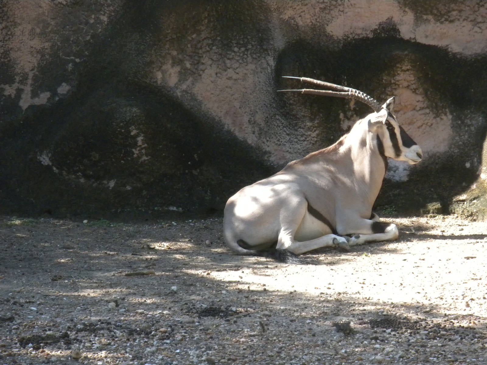 Beisa Oryx
