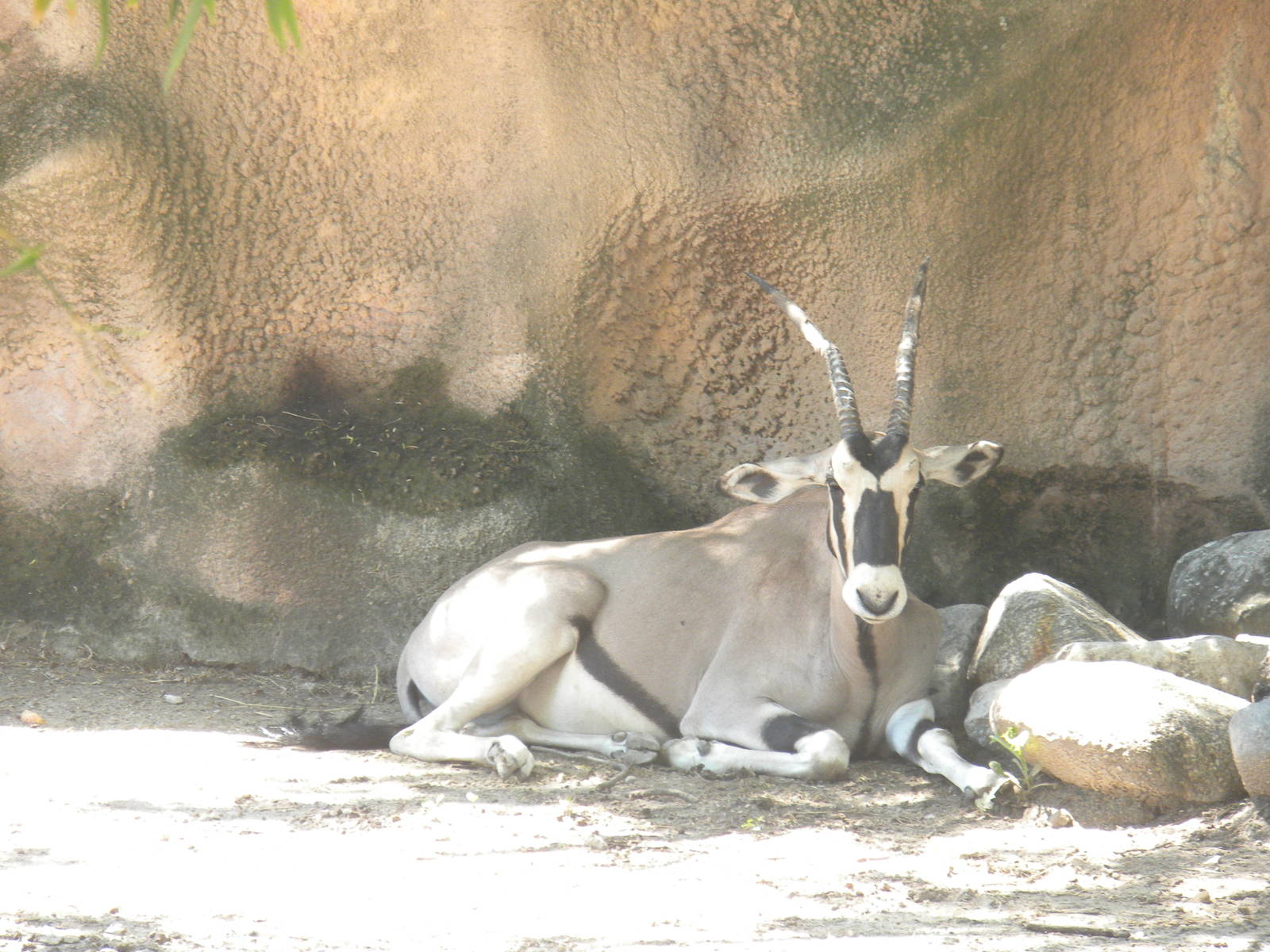 Beisa Oryx