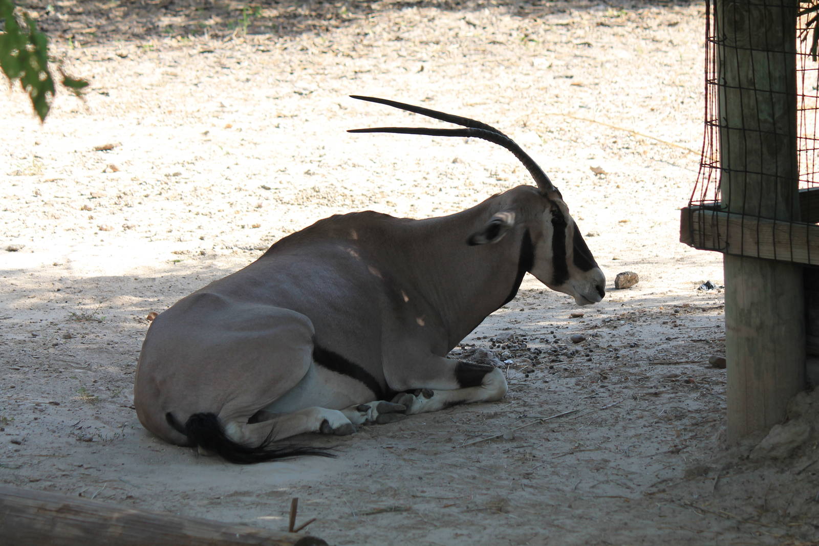 Beisa Oryx