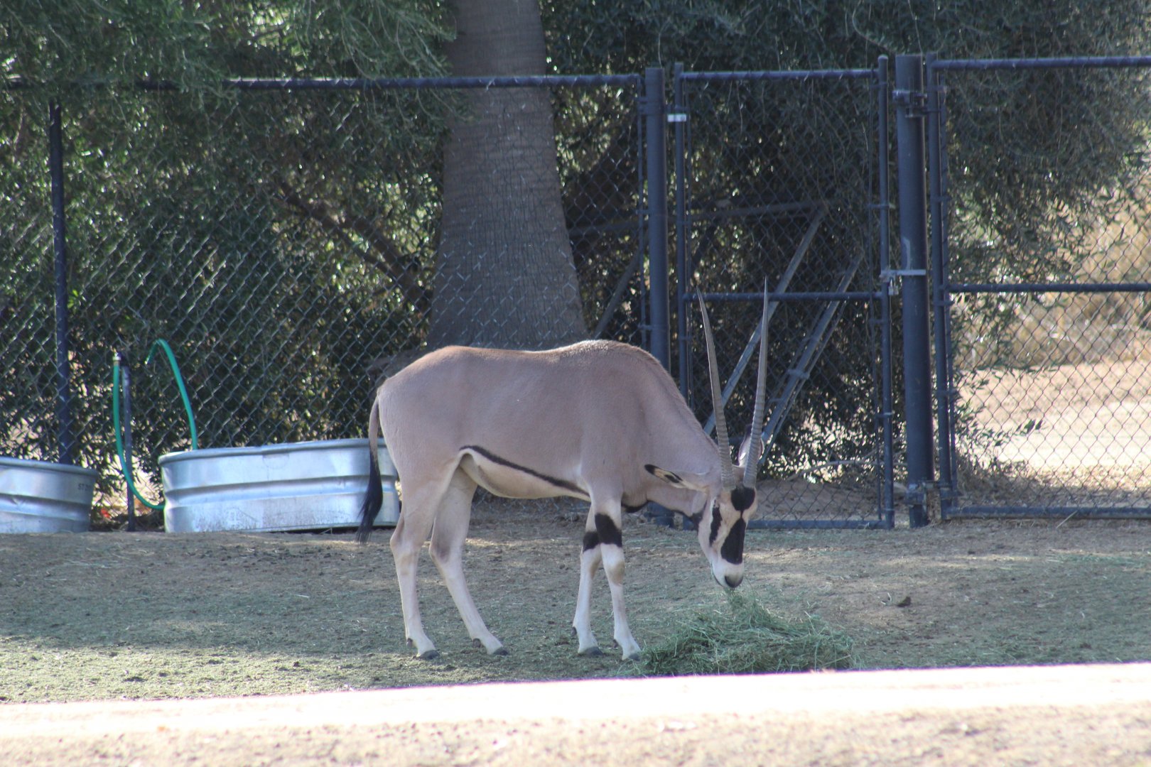 Beisa Oryx