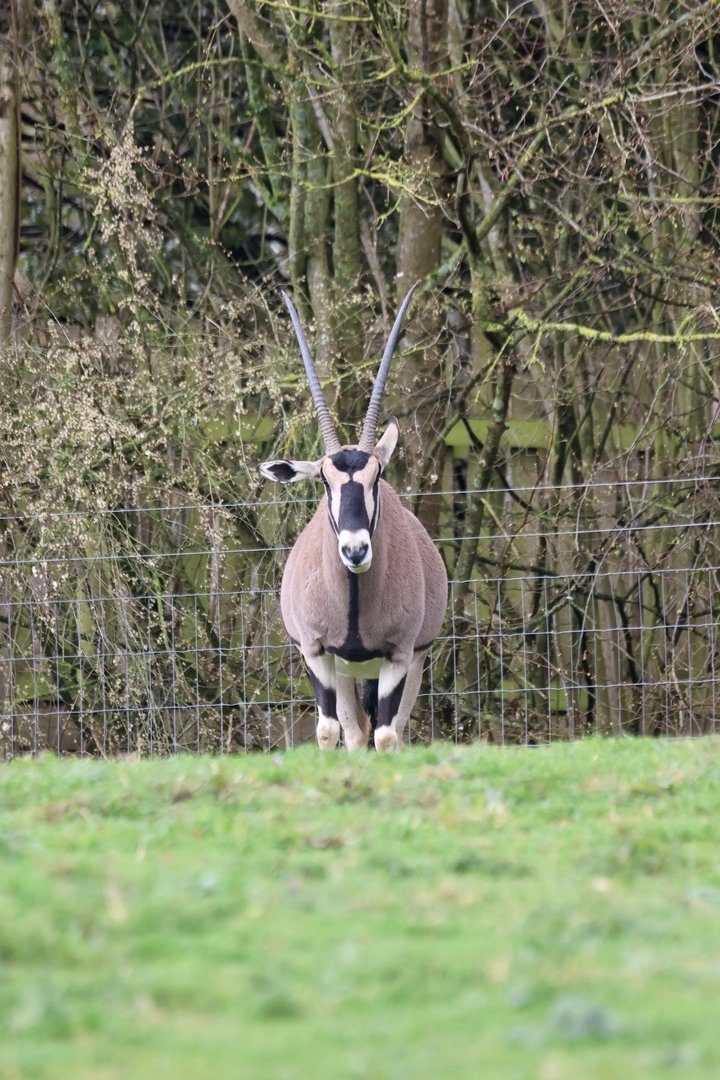 Beisa Oryx