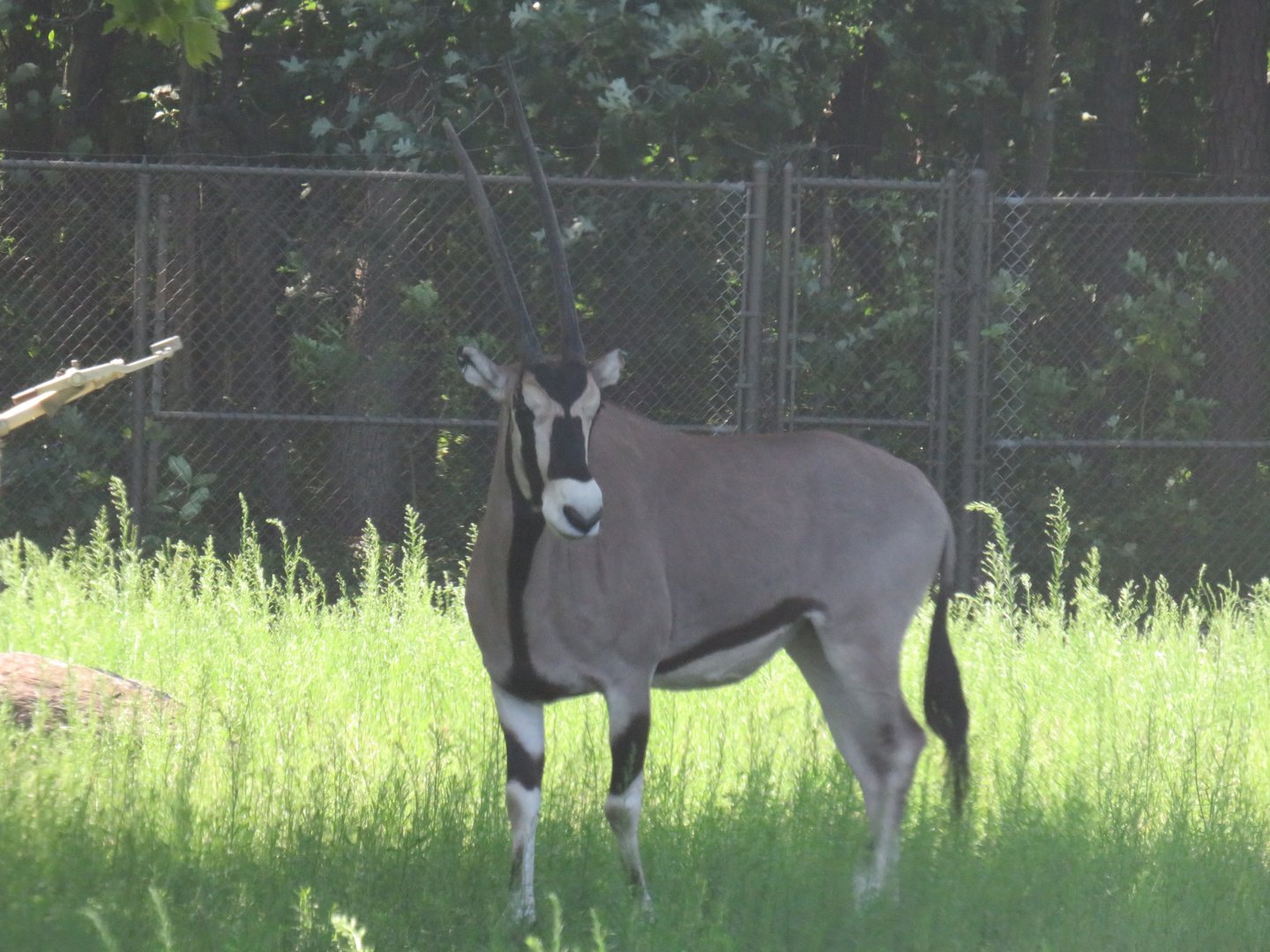 Beisa oryx